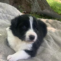 Border Collie and Pembroke Welsh Corgi Puppies from Whisenhunt Farms
