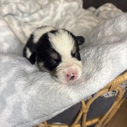 Zazu - Black and tan male Pembroke Welsh Corgi puppy in Washington from KB Corgis