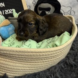 Stapleton - Red Dachshund puppy in Tacoma, Washington from Tiny Dancer Dachshunds