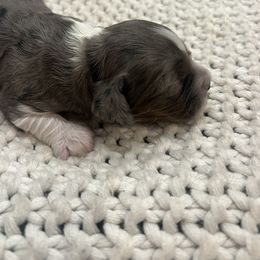 Electra - female Cockapoo puppy in Wellington, Kansas from Brian’s Puppies