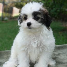 Marshall - Black & tan tri-color male Maltipoo puppy in Lebanon, Kentucky from Mosaic Merle Doodles