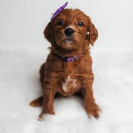 Louisa - Red  female Goldendoodle puppy in New Lenox, Illinois from New Doods On The Block
