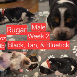 Rugar Red Male - Black tan and bluetick male Beagle puppy in Bemidji, Minnesota from Nse Farms Beagles