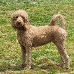 Chloe - Goldendoodle