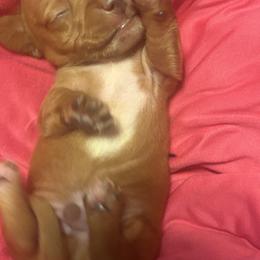 Dachshund Puppies from Dandelion Doxies