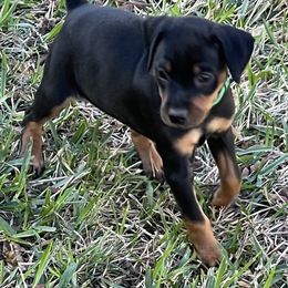 Miniature Pinscher All Grown Up from Choctaw Min Pins