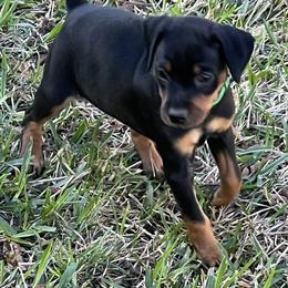 Miniature Pinscher All Grown Up from Choctaw Min Pins