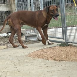 Jack - Rhodesian Ridgeback