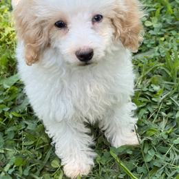 Ice - Parti male Poodle puppy in West Plains, Missouri from The Royal Kennel