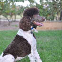 Trapper - Poodle