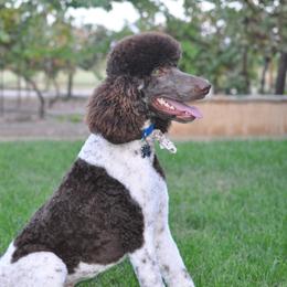 Trapper - Poodle