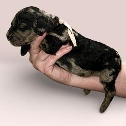 Light pink collar - Merle female Goldendoodle puppy in Sanderson, Florida from Serenity Goldendoodles