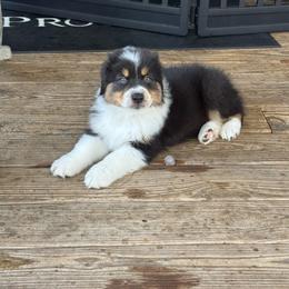 Shooter - Silver Boy - Black tri-color male Australian Shepherd puppy in Victoria, Texas from Rocking Diamond/Point Break