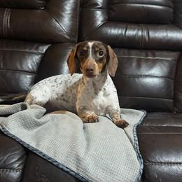 Heidi - Dachshund