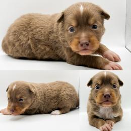 Red tri male - Red tri male Toy Australian Shepherd puppy in Brooker, Florida from Honey, I Shrunk the Aussies