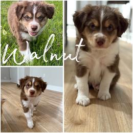Walnut - Red tri male Miniature Australian Shepherd puppy in Pinnacle, North Carolina from Higher Elevations Mini Aussies