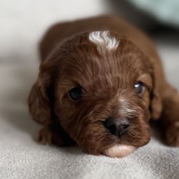 Dash - Red male Cavapoo puppy in Beckley, West Virginia from By Design Doodles