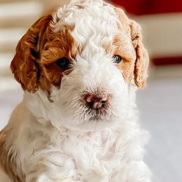 Cavapoos and Poodles from Poodles Plus