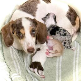 Cricket - Dachshund