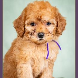Pamela - Red female Cockapoo puppy in Connersville, Indiana from Deaz Doodle Ranch