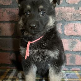 Pink Collar - Black and red female German Shepherd puppy in Upland, Indiana from Pinegrove German Shepherds
