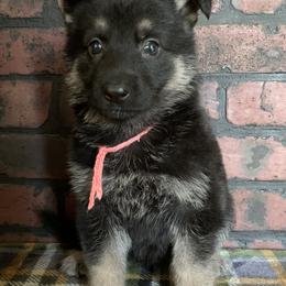 Pink Collar - Black and red female German Shepherd puppy in Upland, Indiana from Pinegrove German Shepherds
