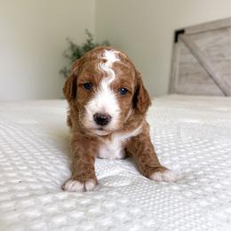 Blaze - Red  male Goldendoodle puppy in Southeast Arcadia, Florida from Desoto Doodles