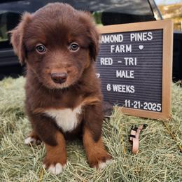 Pink - Red tri-color male Australian Shepherd puppy in Camp Verde, Arizona from Diamond Pines Farm