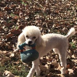 Haley - Poodle