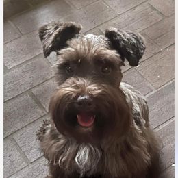 Maggie - Miniature Schnauzer