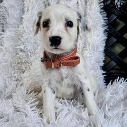 Orange - White and black male Dalmatian puppy in Gray, Georgia from Fuller Spots