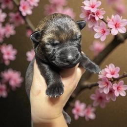 Shirley - Sable female German Shepherd puppy in Oakland, Oregon from VHM German Shepherds
