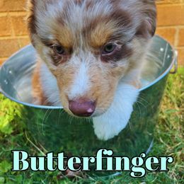 Butterfinger - Red merle Australian Shepherd puppy in Mount Holly, North Carolina from Herding Lightning Farm