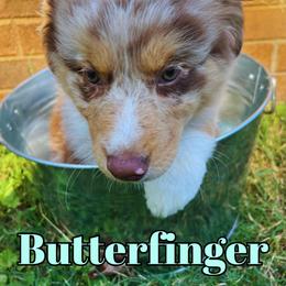 Butterfinger - Red merle Australian Shepherd puppy in Mount Holly, North Carolina from Herding Lightning Farm