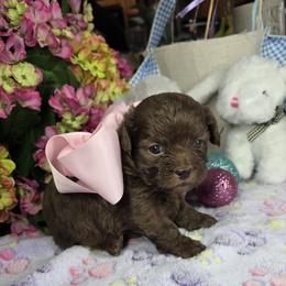 Pinkie - Liver female Shihpoo puppy in Delphos, Ohio from Route 66 Poodles & Doodles, Sapphire Shih-tzu's of Ohio