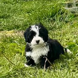 Boy 1 - Black and white male Bernedoodle puppy in Russiaville, Indiana from Pleasant Creek Minibernedoodles