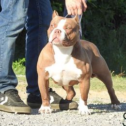 Pending  - American Bully