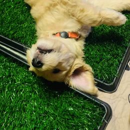 Goldendoodle Puppies from Diamond-Doodles