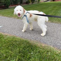 Brady - White male Poodle puppy in Patterson, New York from Pixie Poodles