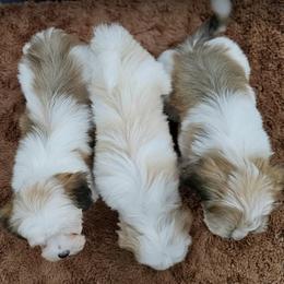 Cavachon, Cavalier King Charles Spaniel, Cavapoo, and Havanese Puppies from Peaks Pups & Cavachon Love Chocolate Cavaliers, Cavaliers, Cavachon’s, Cavapoos & Havanese