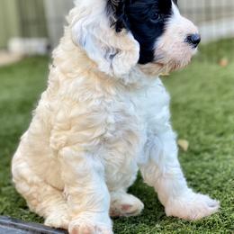 Australian Labradoodle Puppies from Cascade Canyon Labradoodles
