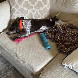 German Shorthaired Pointer Puppies from Tipsy Rabbit GSP TopDog Kennel
