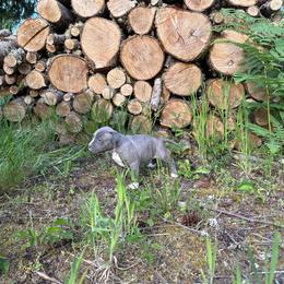 Girl 4 - Blue fawn female American Pit Bull Terrier puppy in Stanwood, Washington from Barajas Family Ranch