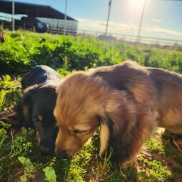 Dachshund Puppies from Harris Hugs and Wiener Wiggles