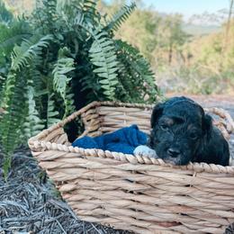 Max - Black tri-color male Aussiedoodle puppy in Tryon, North Carolina from Melrose Mountain Farm