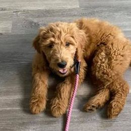 Goldendoodles from Suburban Farm Tennessee