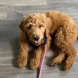Goldendoodles from Suburban Farm Tennessee