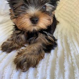 Yorkshire Terrier Puppies from Liz’s Yorkshire Terriers