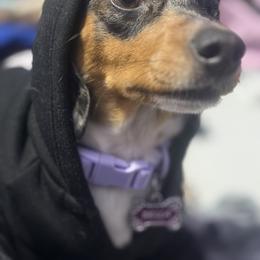 Dachshund Puppies from 208 Dox Dynasty