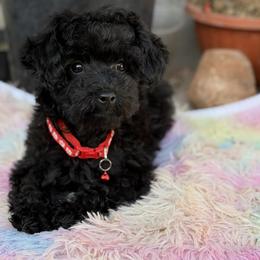 Girl 1 - Black female Maltipoo puppy in San Diego, California from Maltipoos SD
